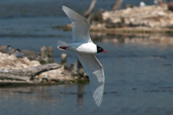 Mediterranean Gull in flight
