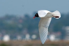 Mediterranean Gull in flight