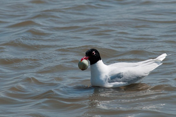 Mediterranean Gull stealing an egg