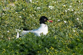Mediterranean Gull on nest