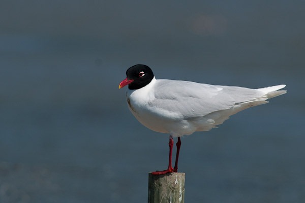 Mediterranean Gull