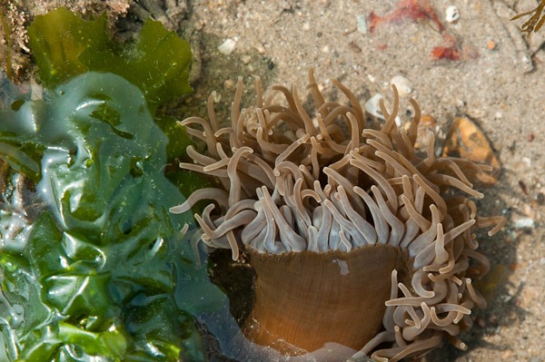 Snakeslock Anemone (brown form)