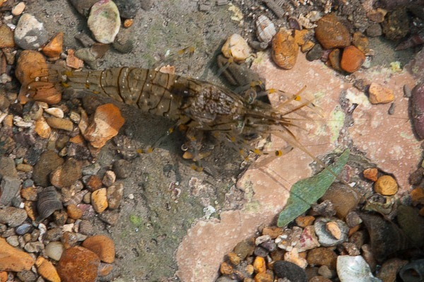 Common Prawn