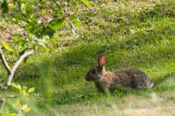 Brown Hare