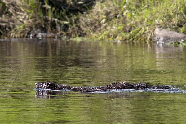 Mink swimming and hunting for fish in the Mersey 