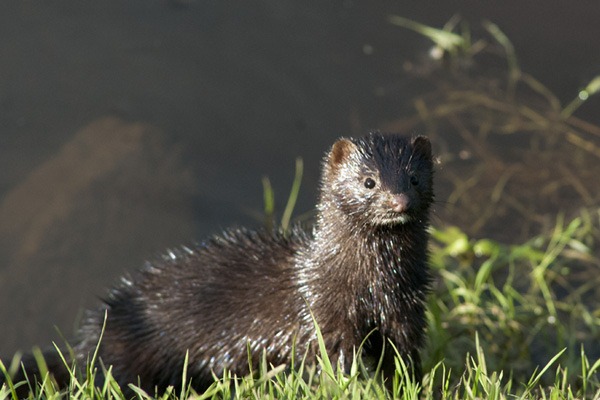 American Mink on the banks of the River Mersey in Chorlton