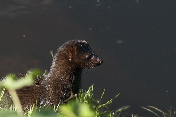 Mink on the banks of the River Mersey