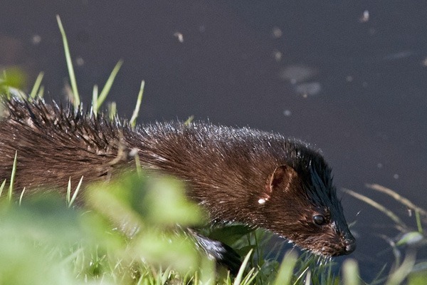 An inquisitive Mink moves in for a closer look