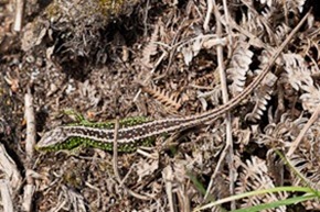 Sand Lizard (male)