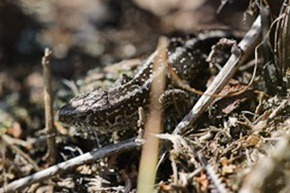 Male Sand Lizard