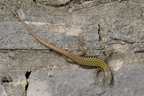 Wall Lizard