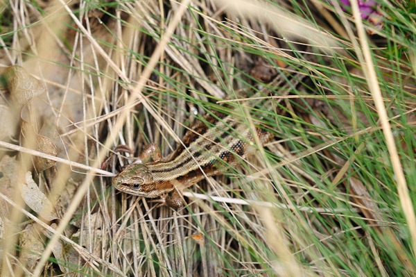 Common Lizard