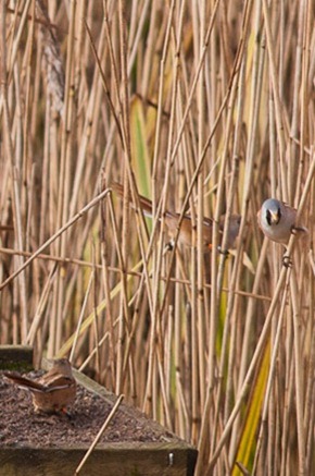 More Bearded Tits coming out of the reeds to "feed" on the grit trays