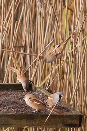 Bearded Tits coming out of the reeds to "feed" on the grit trays