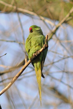 Ring-necked Parakeet