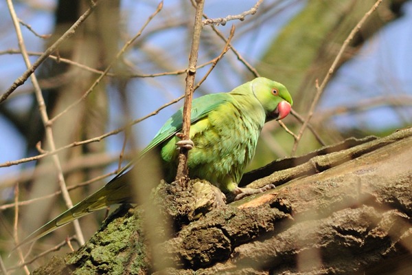 Ring-necked Parakeet