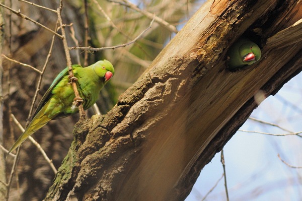 Ring-necked Parakeet nesting hole