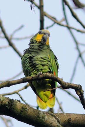 Orange winged Amazon
