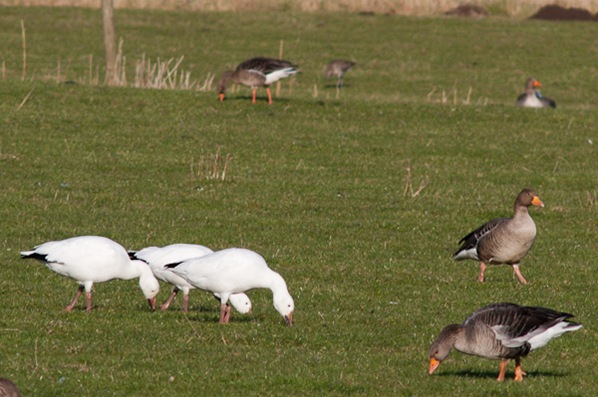 Snowgeese at Leighton Moss