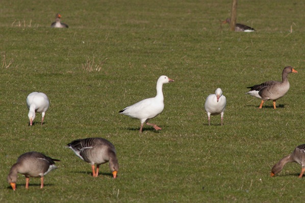 Snowgeese at Leighton Moss 