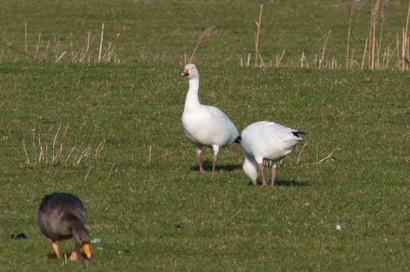 Snowgeese 