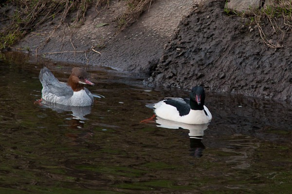 A pair of Goosanders on the River Mersey 