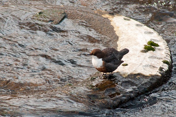 Dipper on old tyre