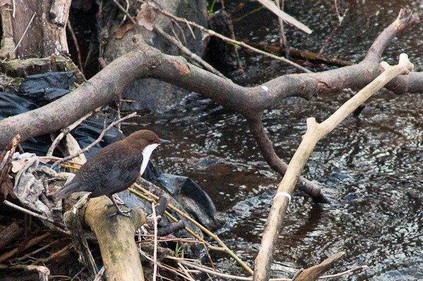 Dipper on the River Mersey
