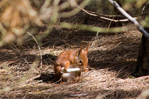 Red Squirrel chewing a pine cone