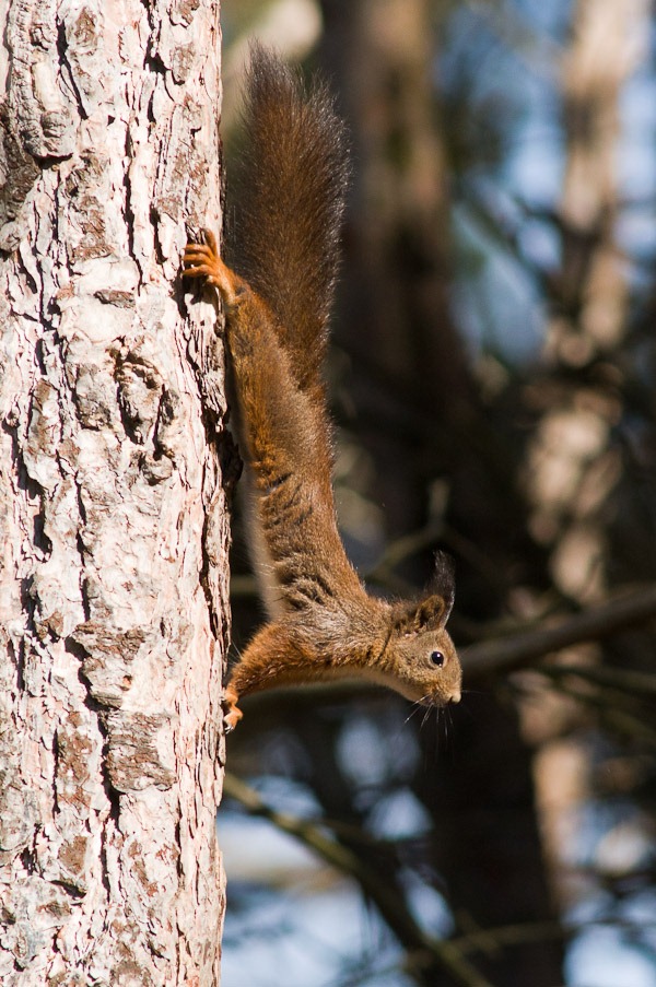 Red Squirrel 