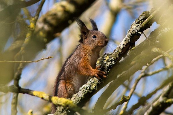 Red Squirrel – Formby