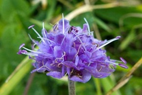 Devil's Bit Scabious