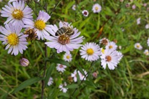 Michaelmas Daisies