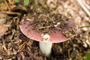 Russula sp.