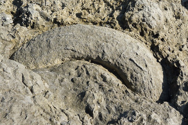 Fossilised base of a Jurassic palm tree