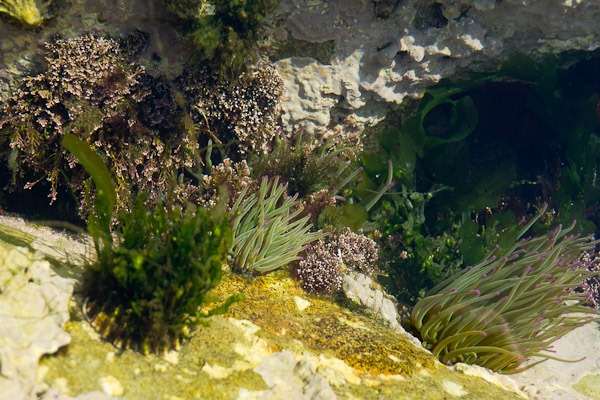 Rockpool Garden