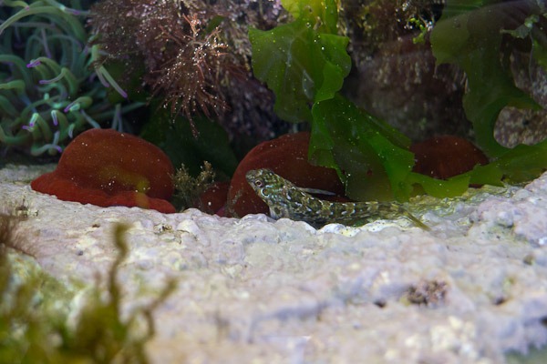 Blenny 