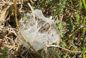Spider nest
