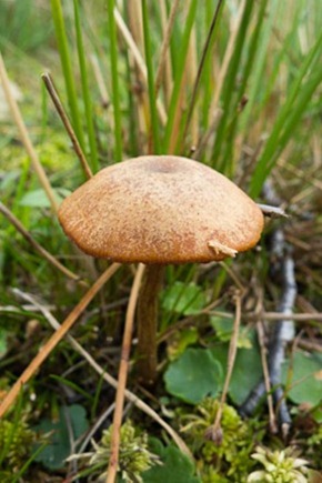 Cortinarius cinnamomeobadius