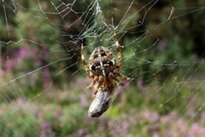 Cross or garden spider