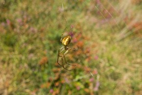 Common Orb Weaver