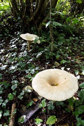 Giant Funnel Cap