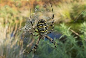 Wasp Spider