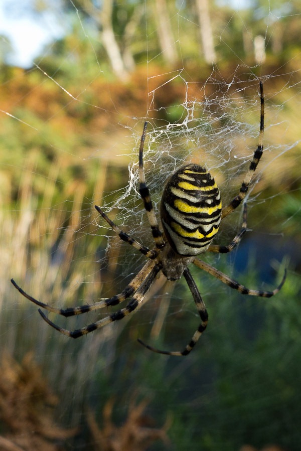 Wasp Spider