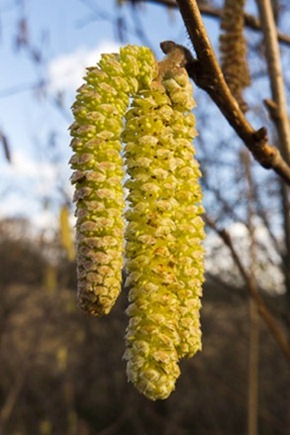 Hazel catkins at Kenworthy Wood