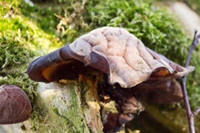 Jelly Ear fungi