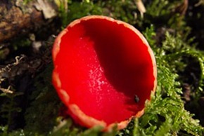 Scarlet Elfcups