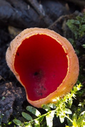 Scarlet Elfcup 