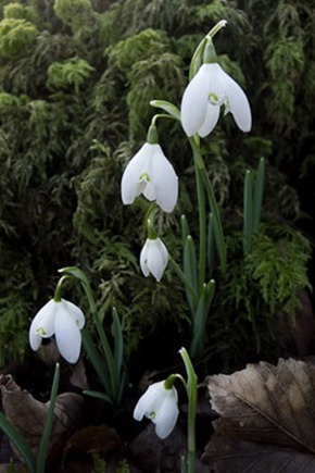 Snowdrops at Gait Barrow NNR