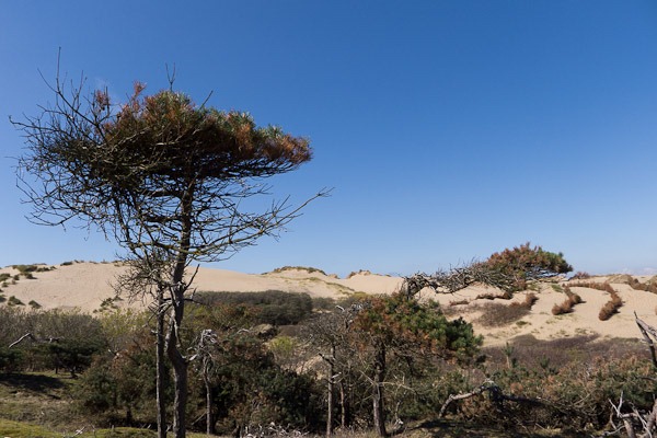 Sand dunes at Formby